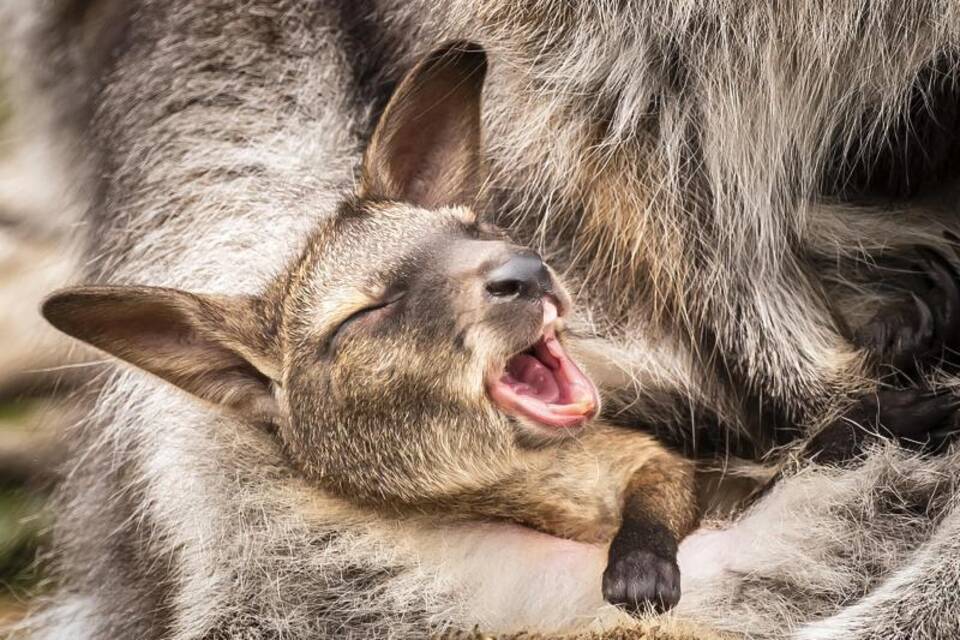 Wallaby Wallaby