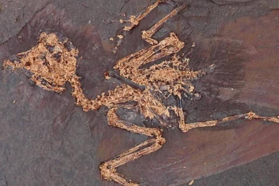 Fossil einer bisher unbekannten Vogelart