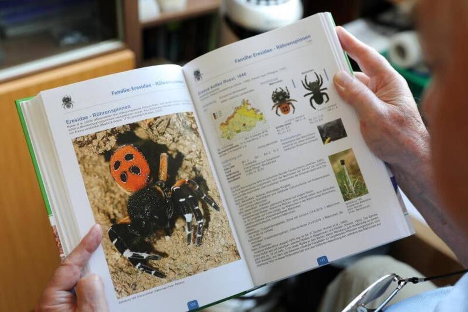 Spinnenatlas Spinnenatlas
