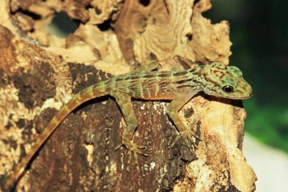 Gecko-Nachwuchs