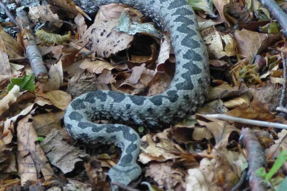 Hornviper Hornviper