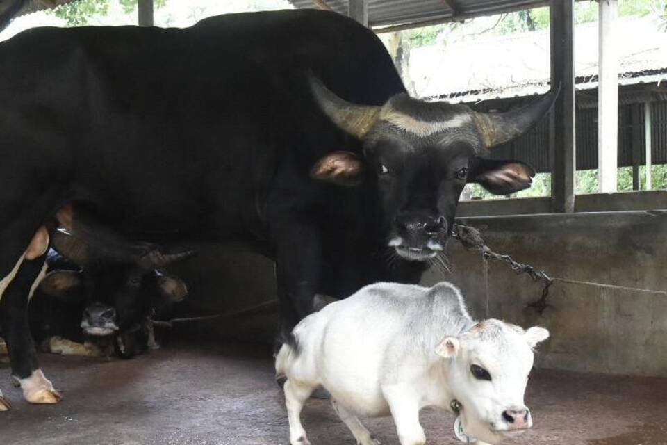 Mini-Kuh Mini-Kuh