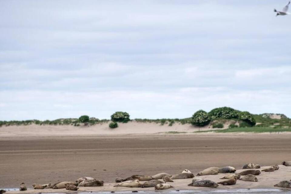 Wattenmeer Wattenmeer