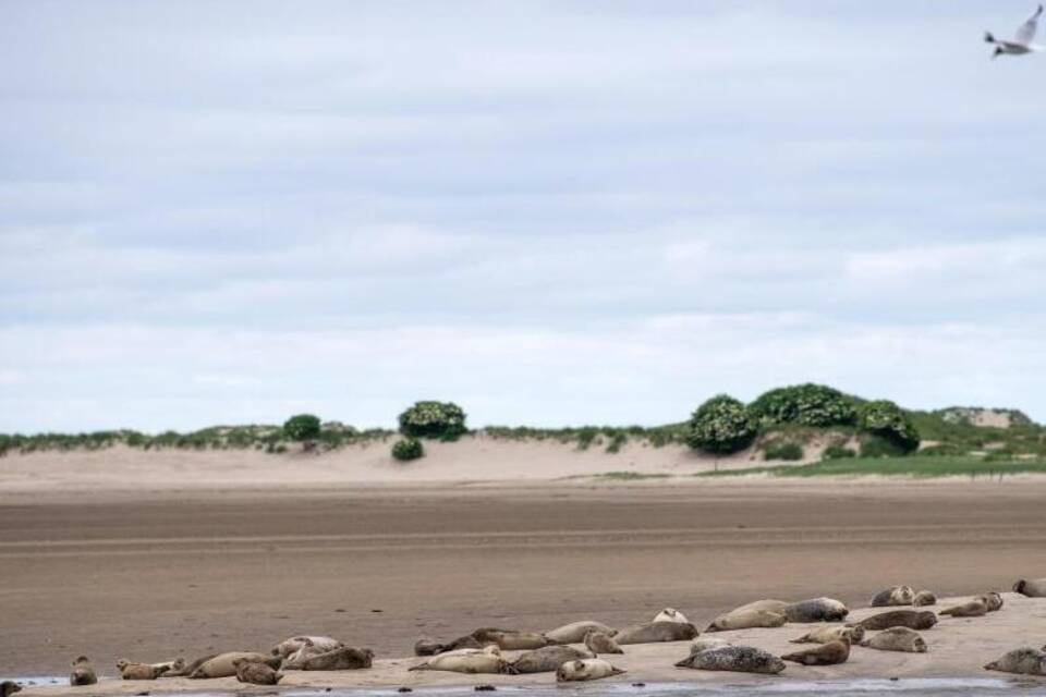 Wattenmeer