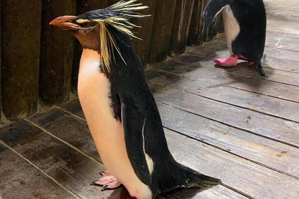 Felsenpinguin Felsenpinguin