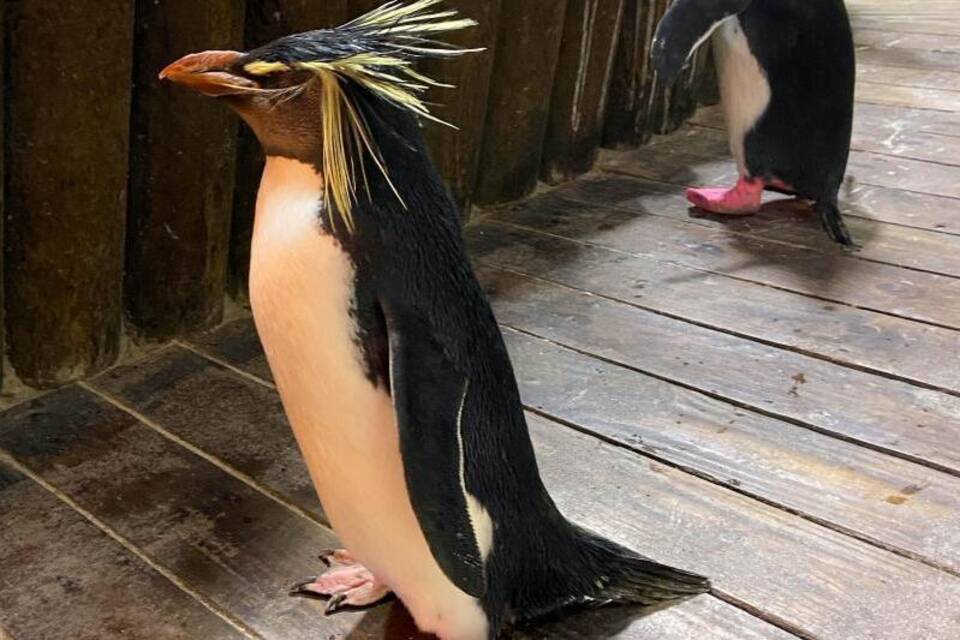 Felsenpinguin