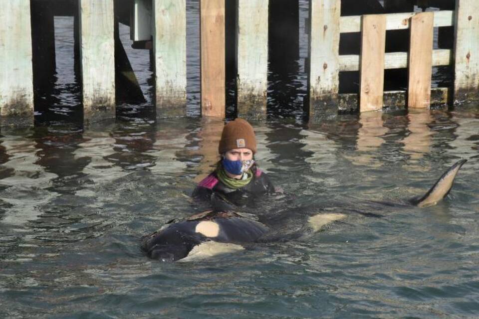 Orca-Baby Orca-Baby
