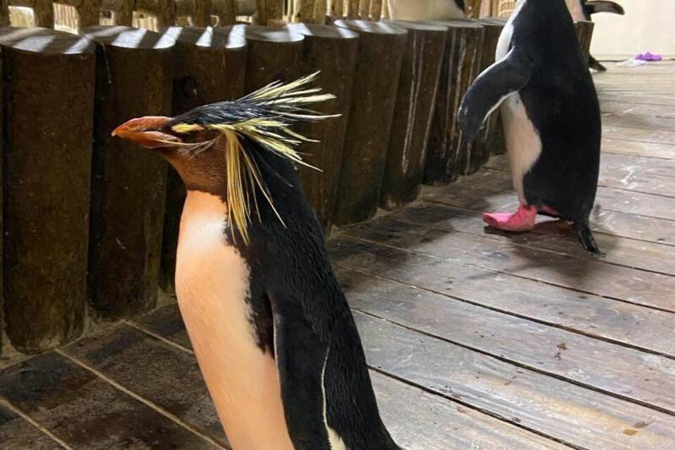 Pinguin Pinguin