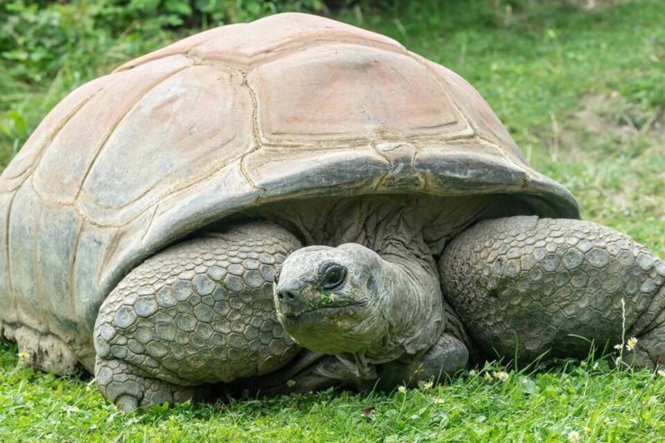 Schildkröte Schurli
