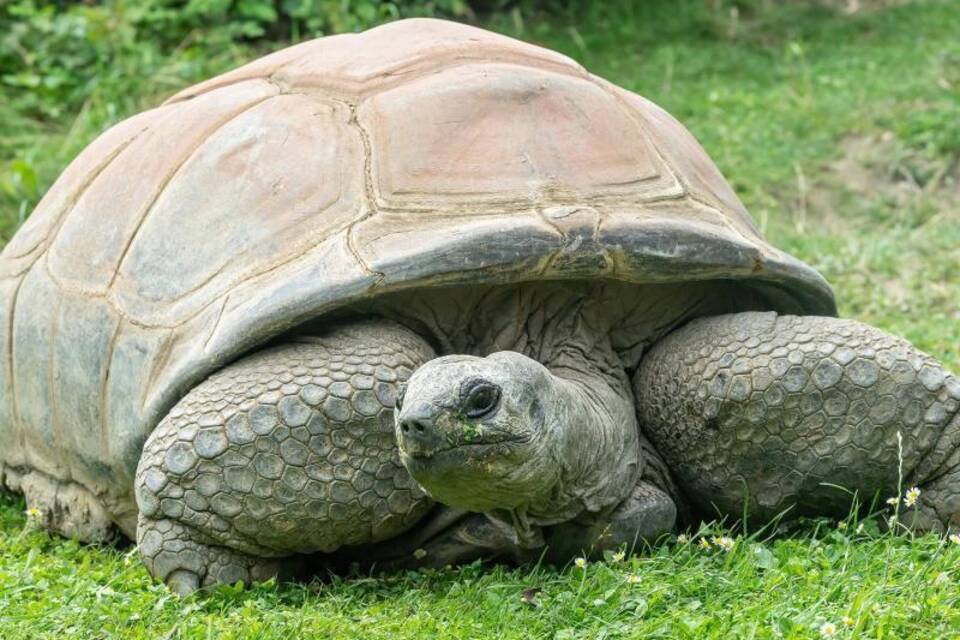Schildkröte Schurli Schildkröte Schurli