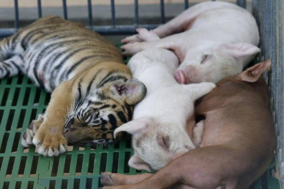 Tiger-Zoo in Thailand