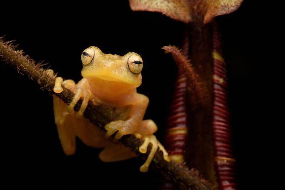 Frosch Philautus nepenthophilus Frosch Philautus nepenthophilus