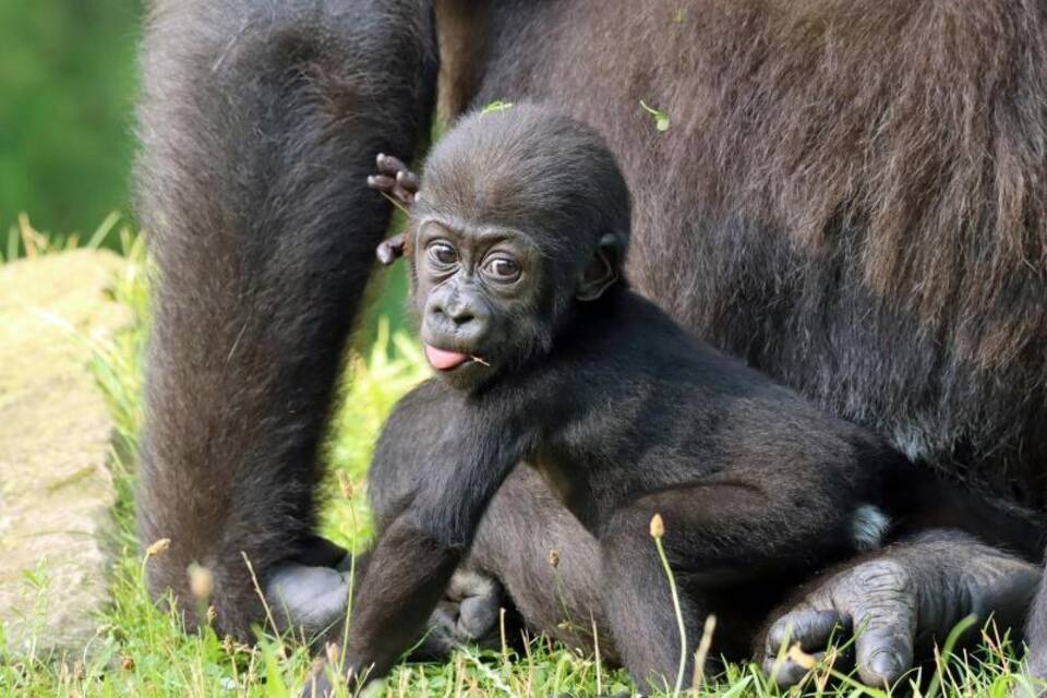 Gorilla Gorilla