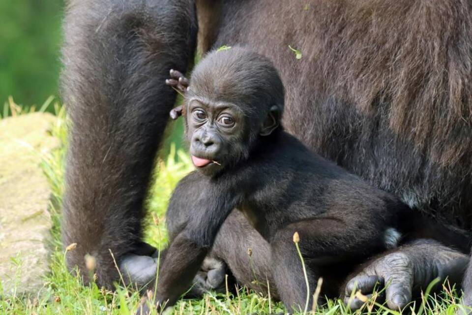 Gorilla