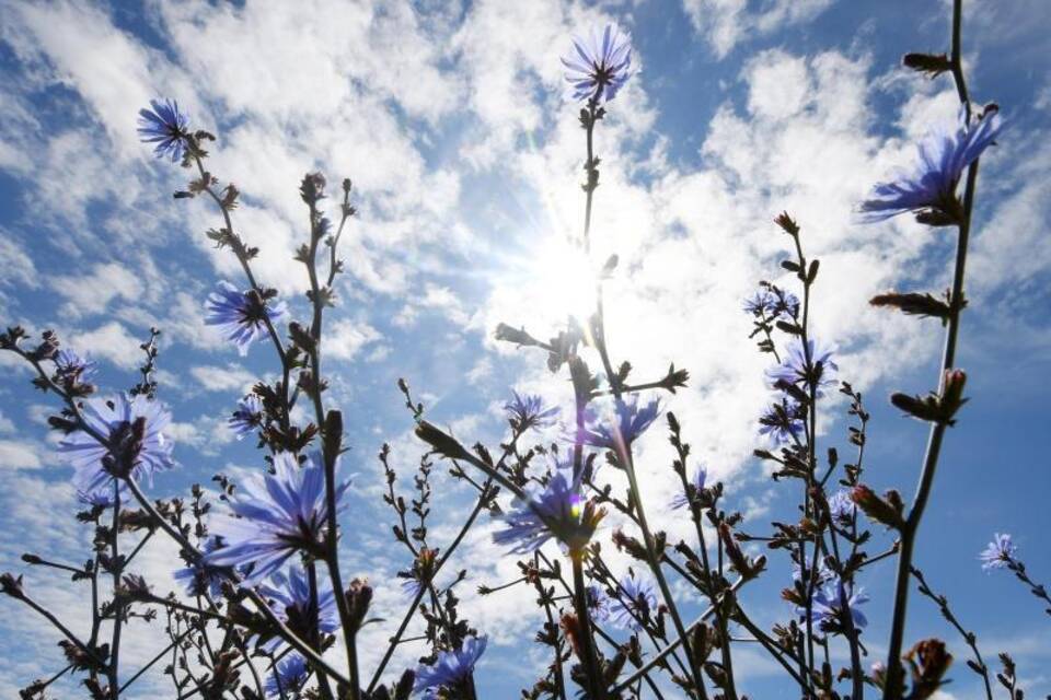 Sommer in Bayern