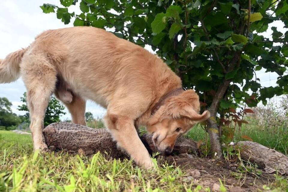 Trüffel-Suchhund Trüffel-Suchhund