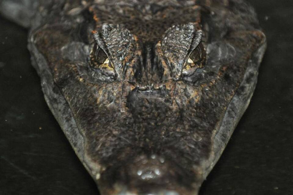Alligator Alligator