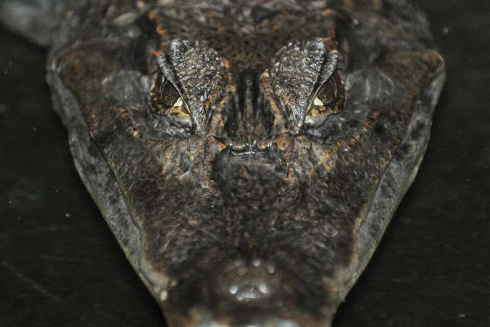 Alligator