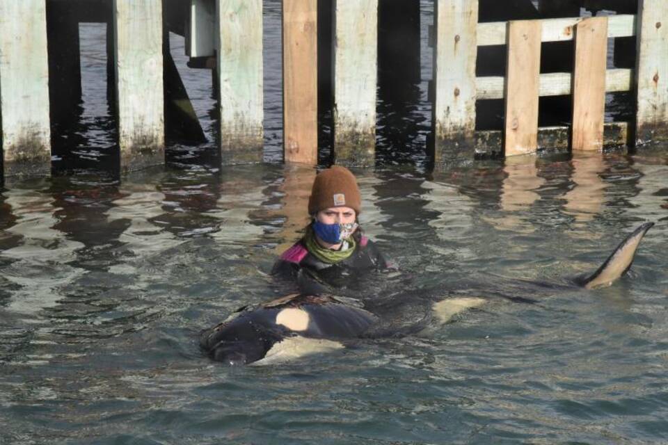 Orca-Baby Orca-Baby