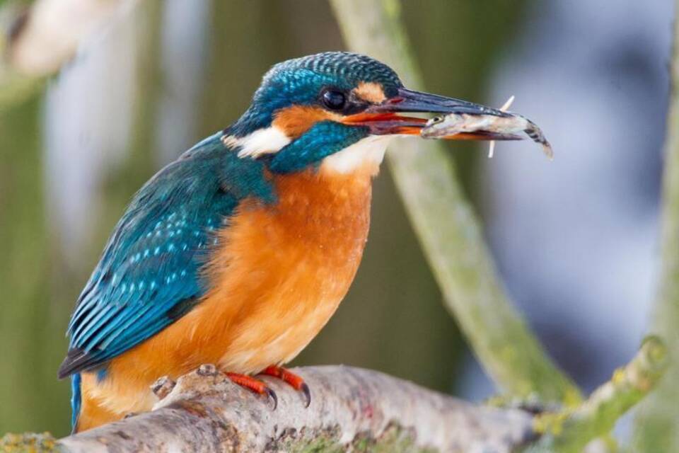 Eisvogel Eisvogel