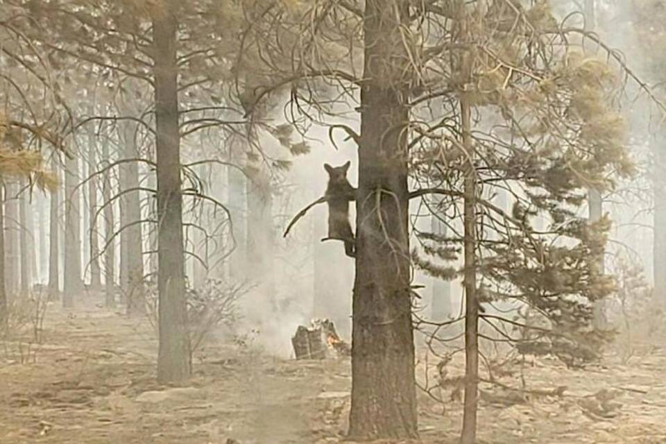 Waldbrände in den USA