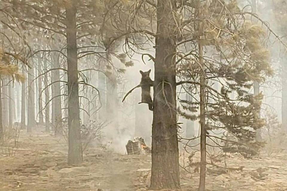 Waldbrände in den USA Waldbrände in den USA