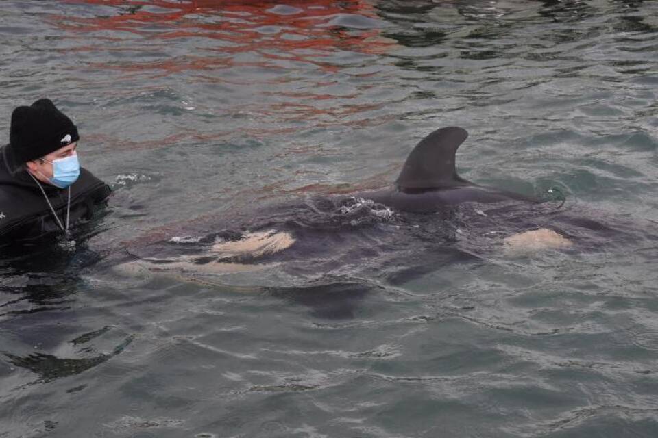 Orca-Baby Orca-Baby