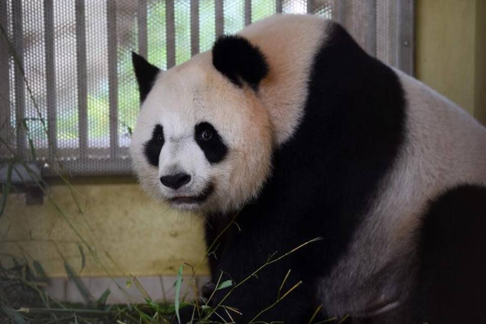 Panda-Weibchen Panda-Weibchen