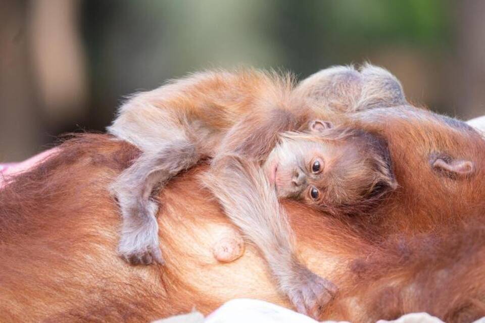 Orang-Utan-Baby Orang-Utan-Baby