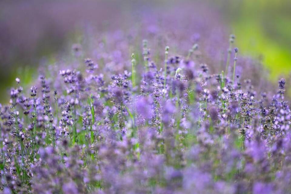 Lavendel Lavendel
