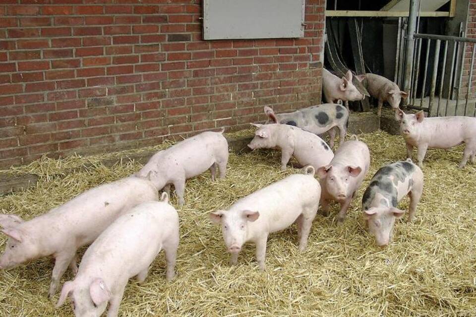 BGH verkündet Entscheidung zu regionalen Fleisch-Bezeichnungen BGH verkündet Entscheidung zu regionalen Fleisch-Bezeichnungen