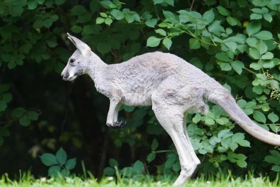 Tierpark Hagenbeck