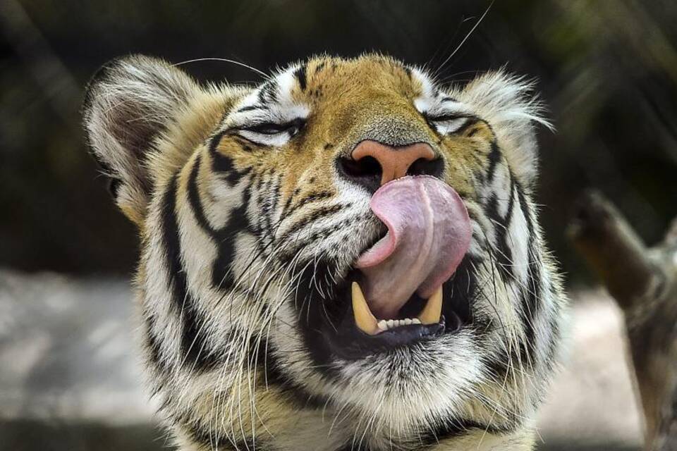 Bengalischer Tiger