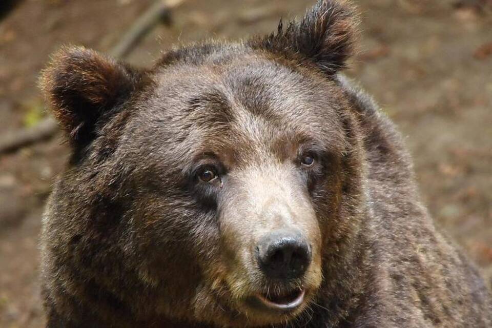 Ein Bär Ein Bär