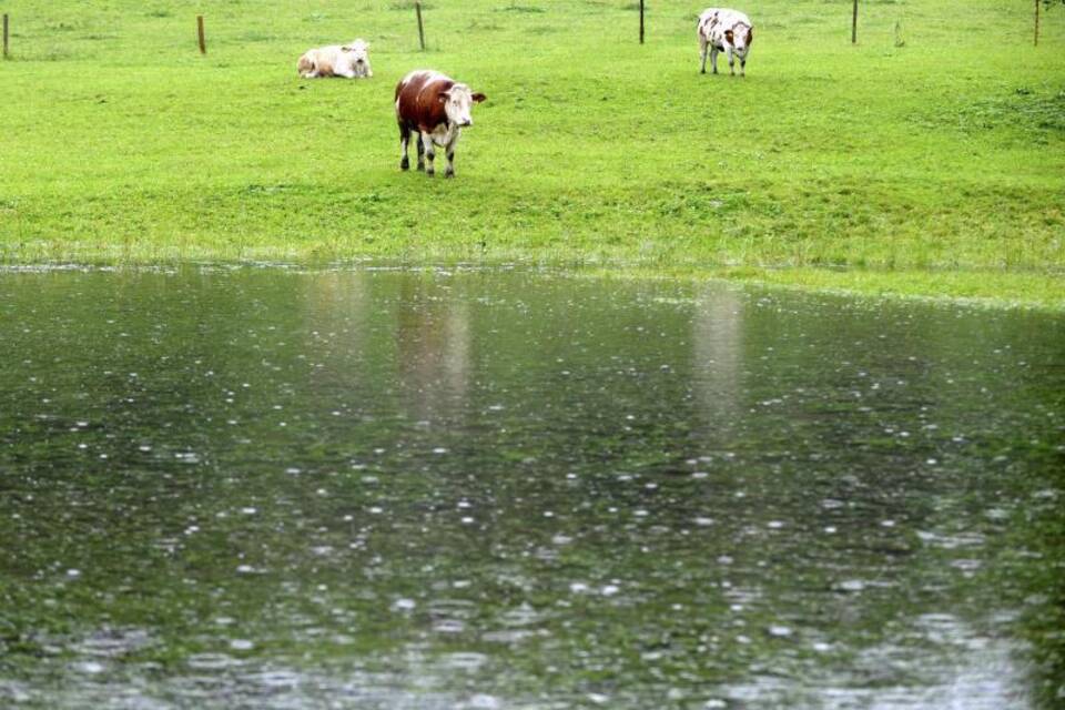 Was das Vieh bei Unwetter macht Was das Vieh bei Unwetter macht