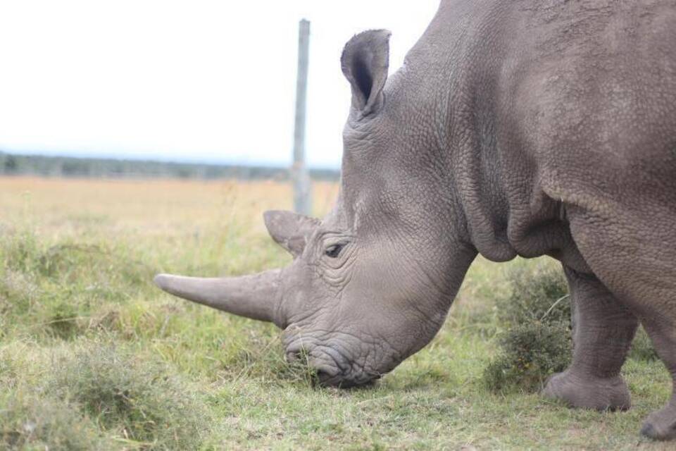 Nördliches Breitmaulnashorn