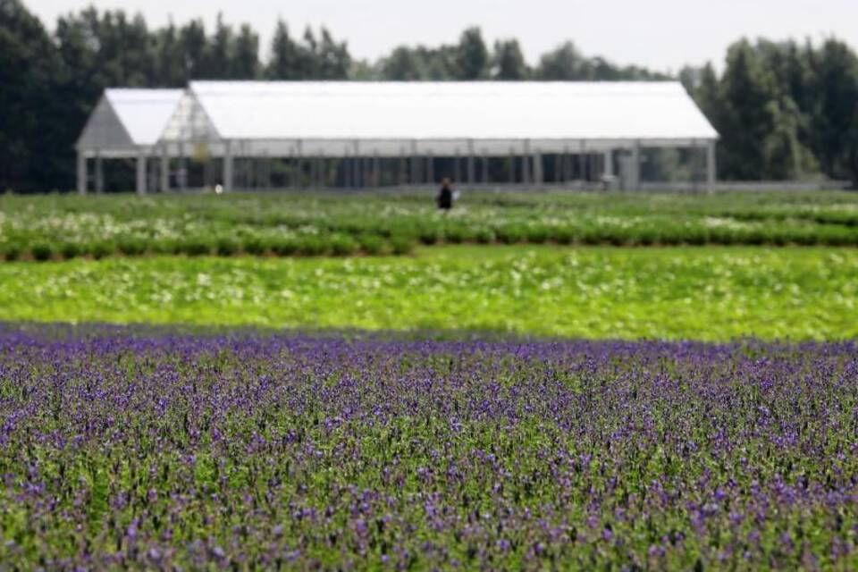 Lupinen Lupinen