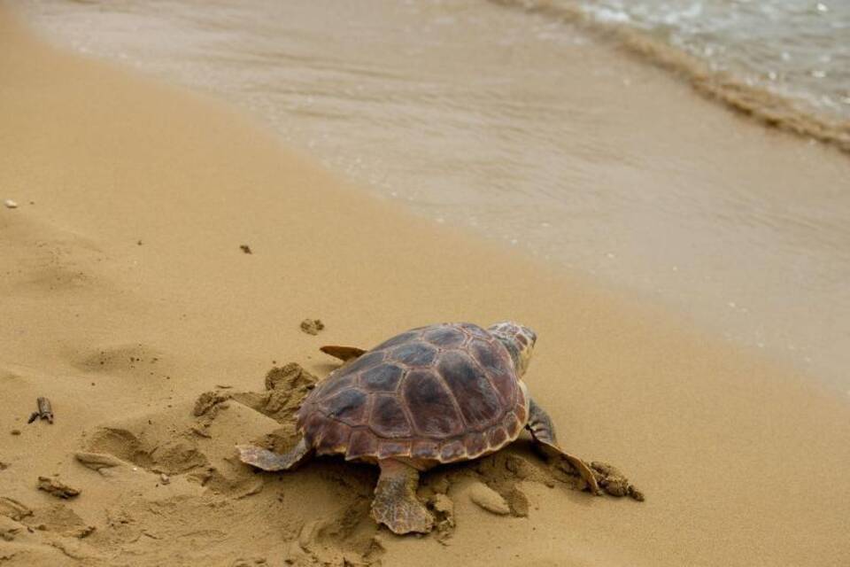 Plastikmüll als Falle für junge Meeresschildkröten