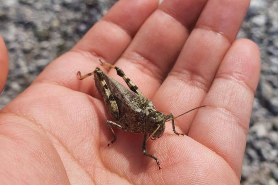 Gefleckte Schnarrschrecke Gefleckte Schnarrschrecke