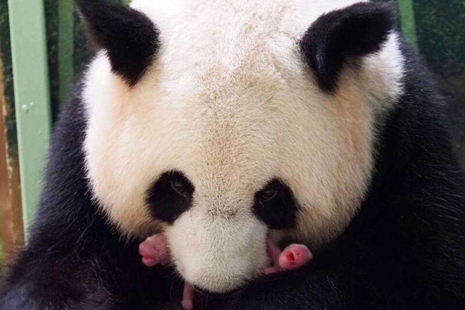 Pandamama