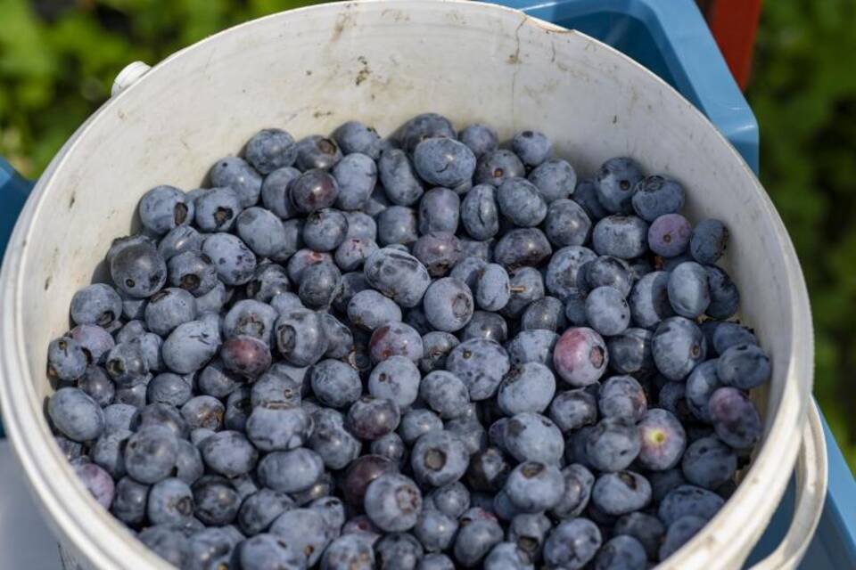 Heidelbeeren Heidelbeeren