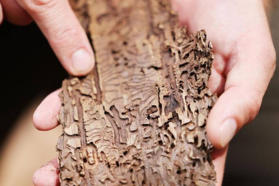 Waldzustandserhebung Waldzustandserhebung