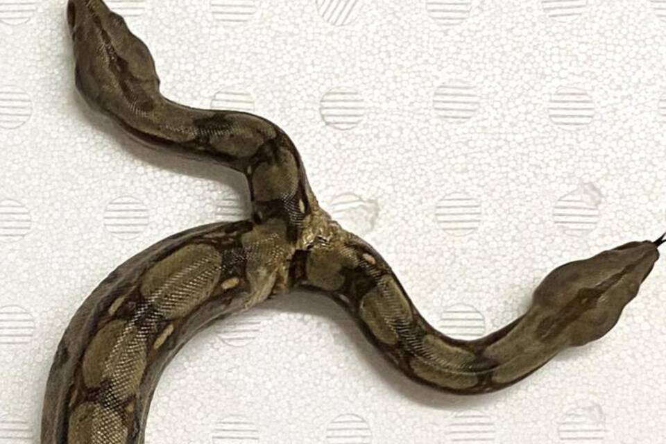 Boa Constrictor Boa Constrictor