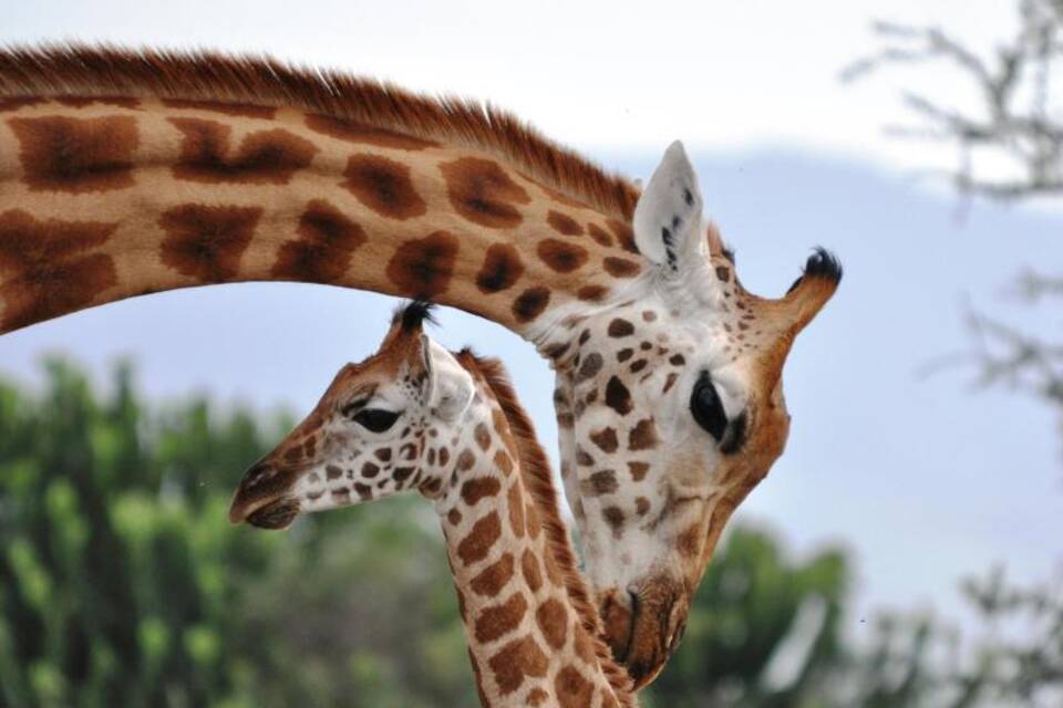 Giraffen