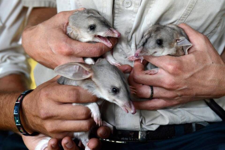 Bilby-Babys Bilby-Babys