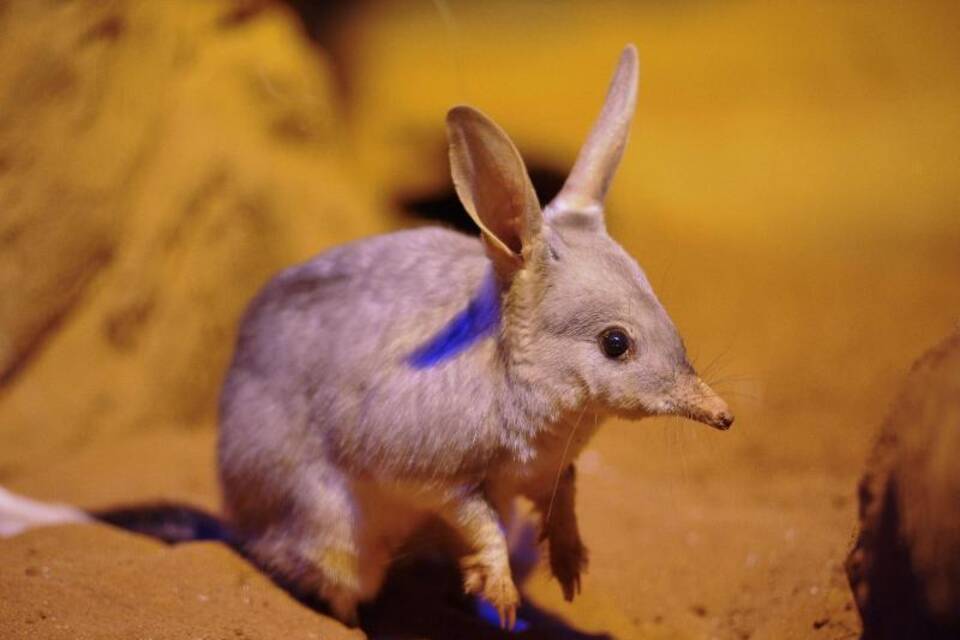 Ein Bilby Ein Bilby