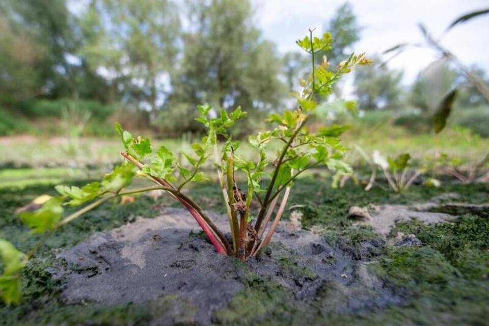 Schierlings-Wasserfenchel Schierlings-Wasserfenchel