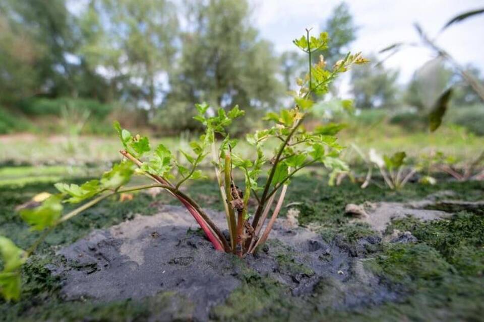 Schierlings-Wasserfenchel