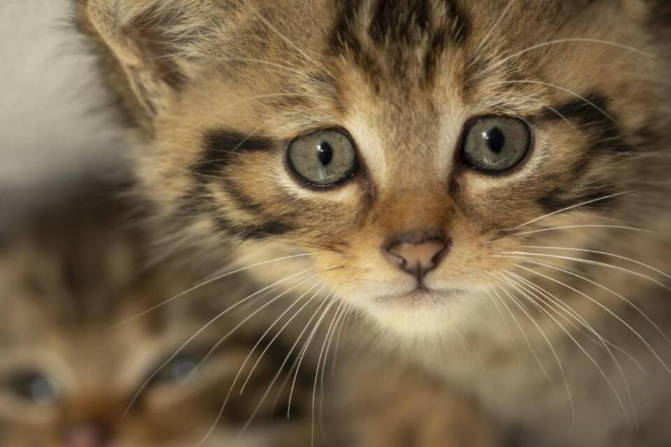 Wildkatzen Wildkatzen