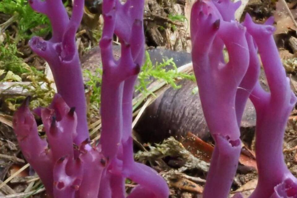Wiesenkoralle Wiesenkoralle